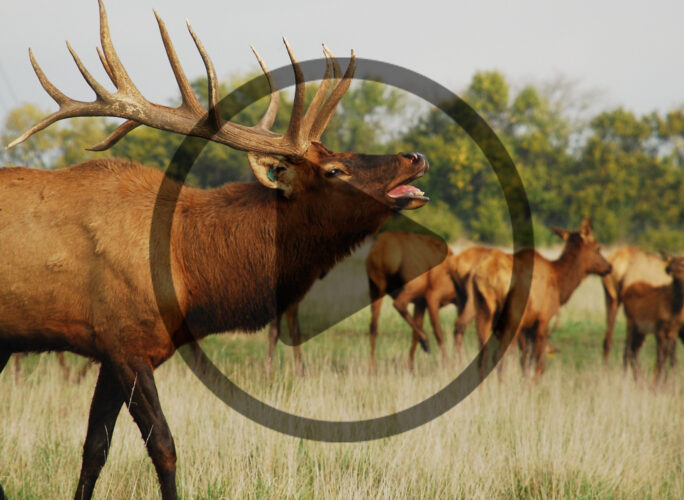 What to Know About Elk Farming