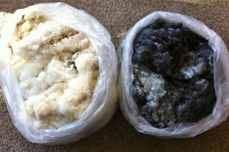 Raising Sheep for Excellent-Quality Wool, Part 2