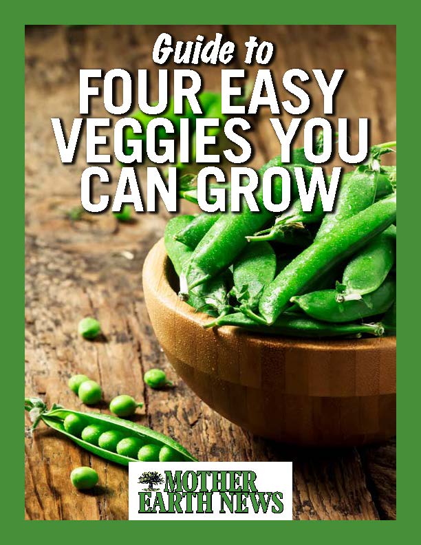 Guide to Four Easy Veggies You Can Grow