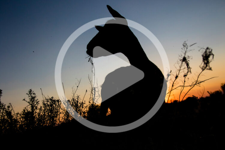 Raising Heritage Goat Breeds for Milk