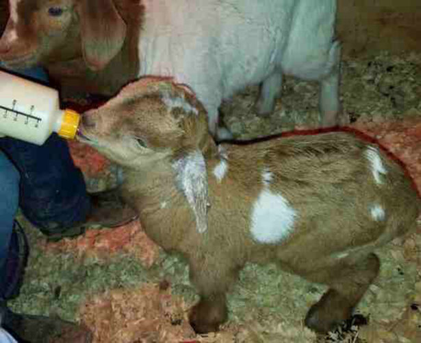 Goat Kid Care