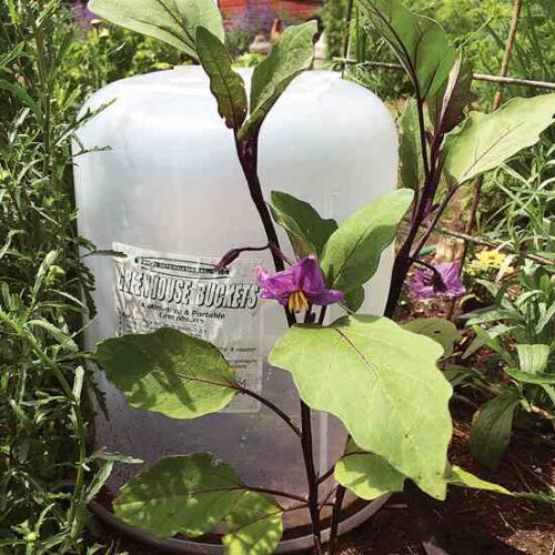 Bucket Garden Cloches: New Mini-Greenhouses