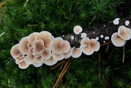 Growing Mushrooms Outdoors in the City Image