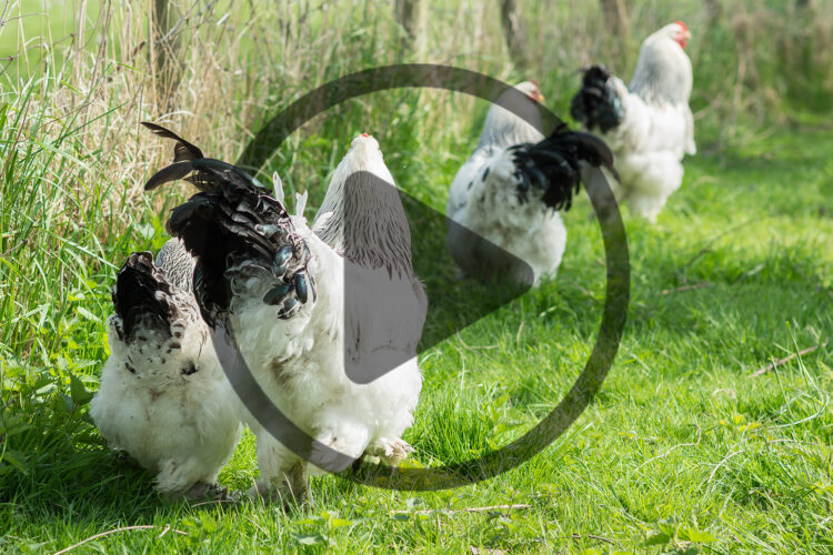 Heritage Poultry Update: Threatened Rare Chicken Breeds & More