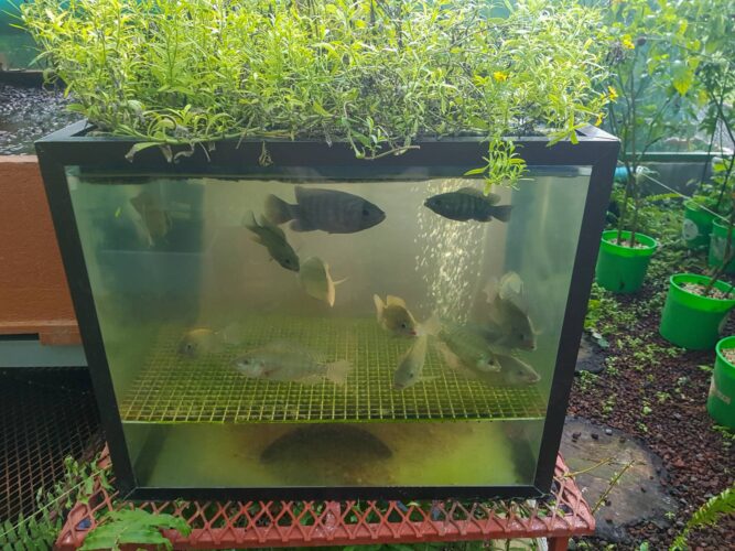 How Does Aquaponics Work?