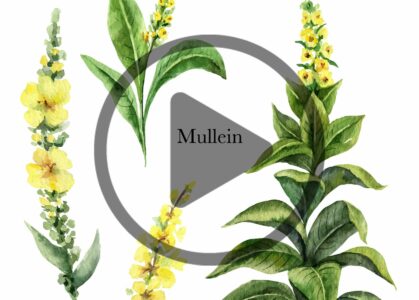 How to Use Mullein: Teas, Tinctures, and More! Image