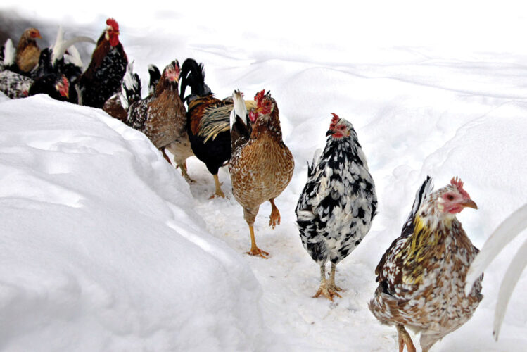 Icelandic Chickens: A Heritage Chicken Breed for Modern Homesteads