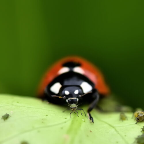 Organic Pest Control