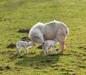 How Long Are Sheep Pregnant For + Lambing Guide Image