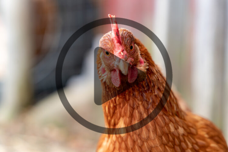 “Let’s All Keep Chickens!” with Dalia Monterroso