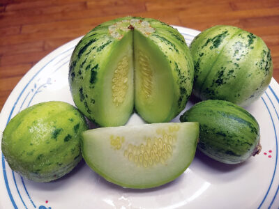 Growing Cucumber Melon Plant & Frugal Gardening Ideas Image