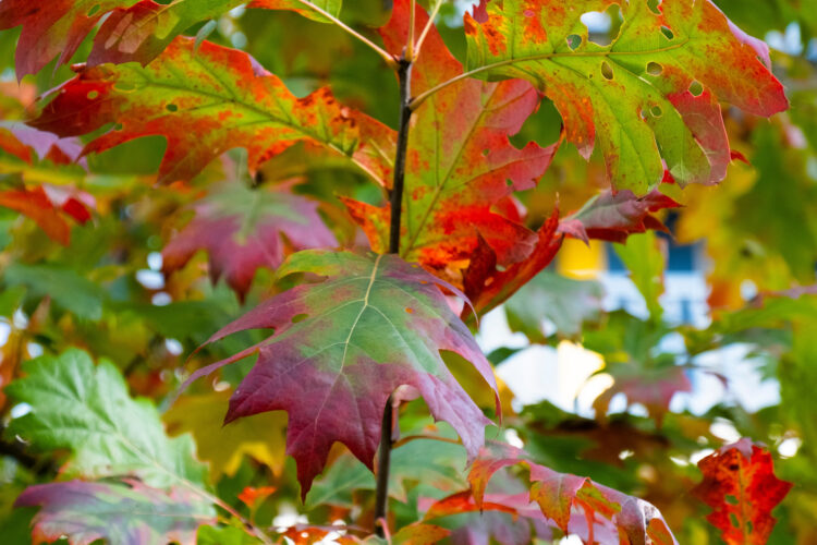 Why Leaves Change Color in Fall