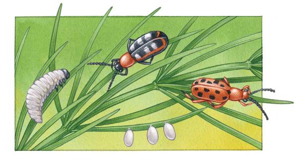 The Asparagus Beetle: Organic Control Tips