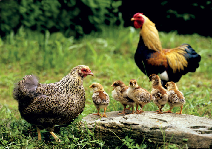 Raising Broiler Chickens