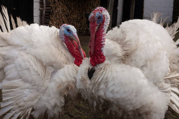 Heritage Turkey Breeds: Which One is Right for You?