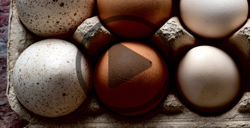 How To Incubate Eggs from Mixed Birds Together