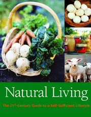 Raising Ducks: Choosing Breeds, Feed, Housing and More