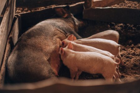 Pig Farrowing Problems Image