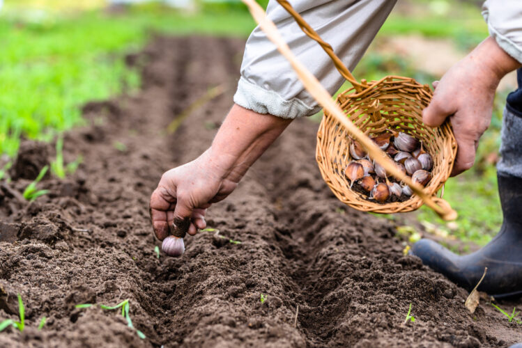 Planting Garlic In Fall Gardens