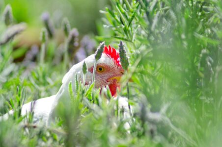 Insect-Repelling Plants for Chickens & Coops Image