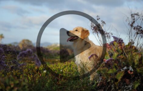 External Parasite Prevention for Pets and Livestock Image