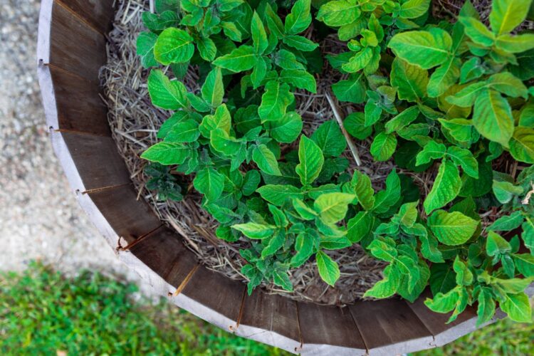 Growing Potatoes in a Barrel Image