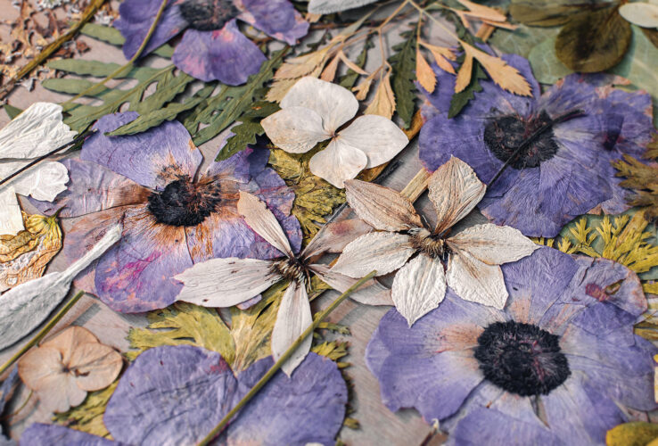 Oshibana: What to Do with Pressed Flowers Image