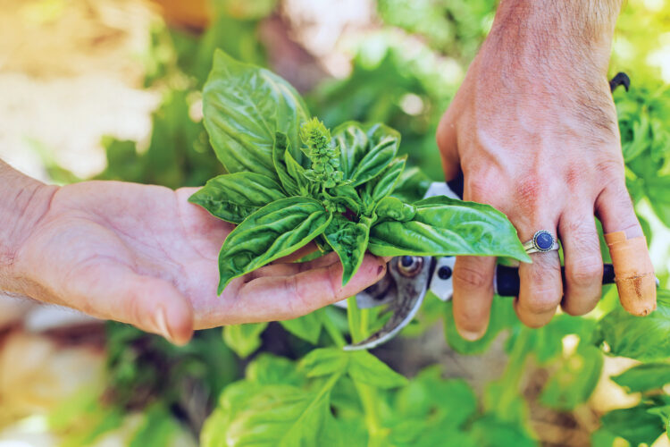 Pinching and Pruning to Increase Yield