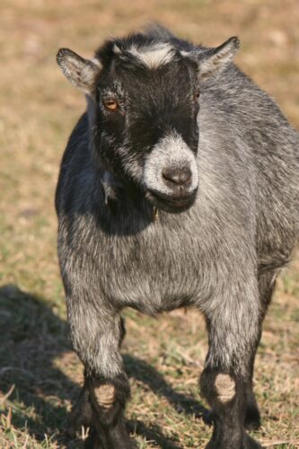 Pasture Management with Small Ruminants