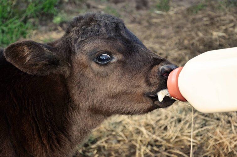 Raising Bottle-Feeding Calves for Profit