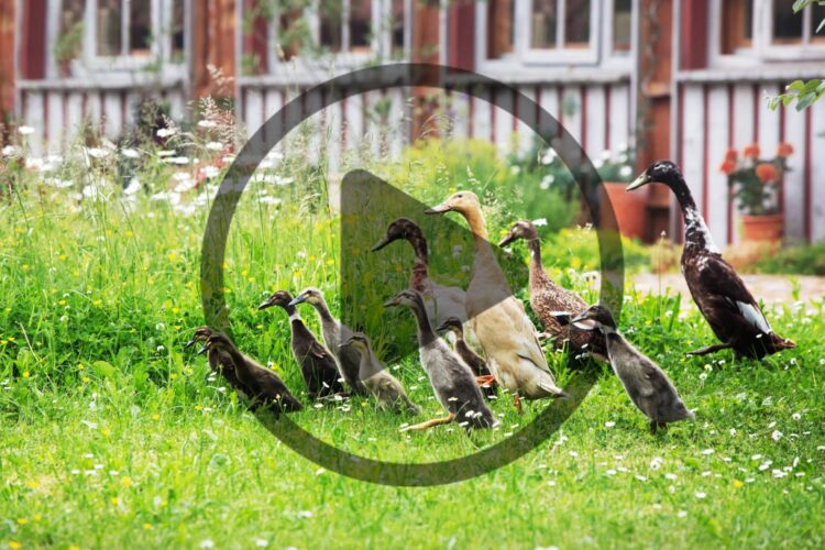 How to Raise Ducks