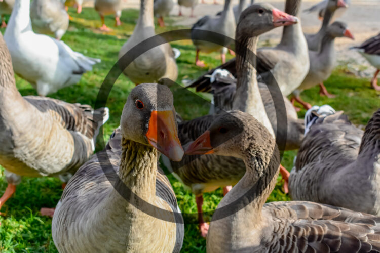 How to Raise Geese with Dave Holderread