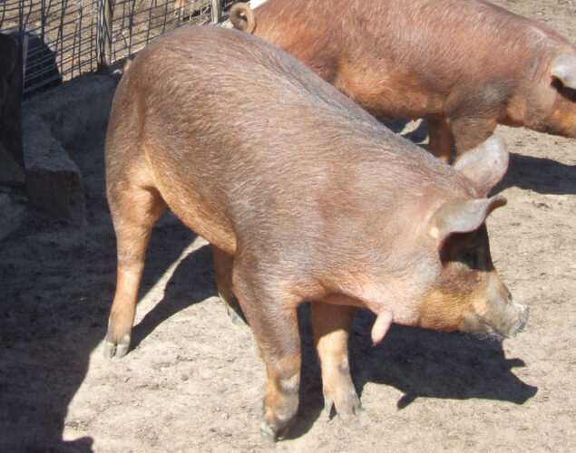 Red Wattle Hog Stewardship