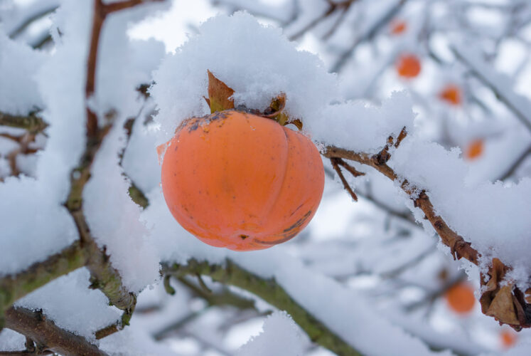 Cold-Weather Foraging for Wild Persimmons
