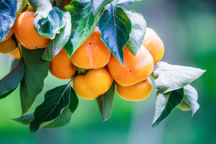 All About the American Persimmon Tree