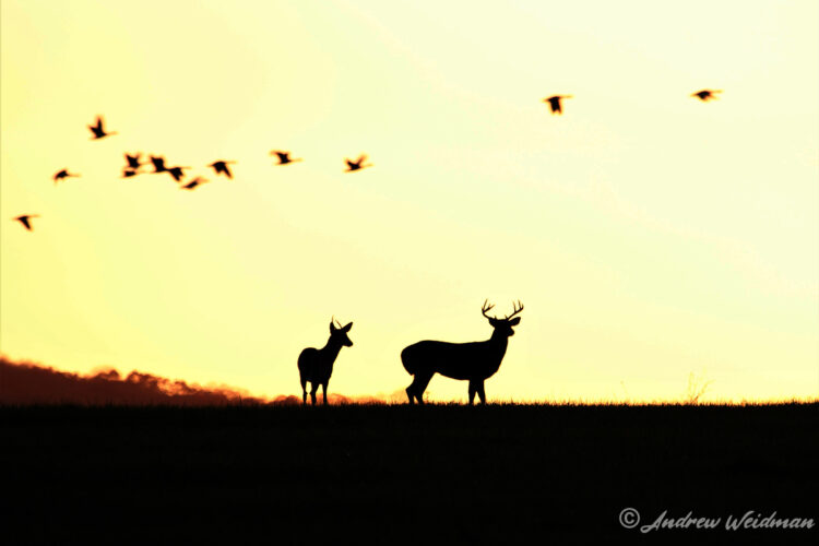 Capture Magic Moments in Nature Photography