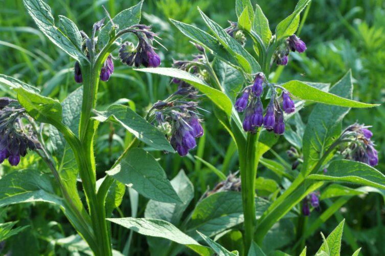 Safely Growing Comfrey in the Garden
