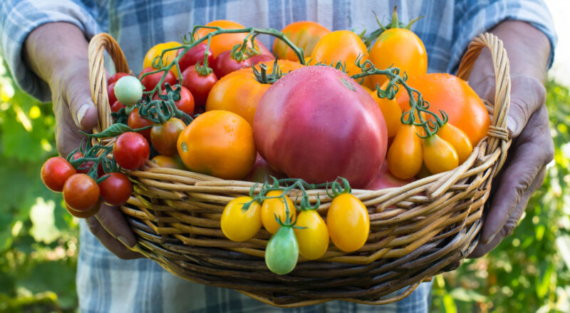 How To Save Heirloom Seeds For Next Year