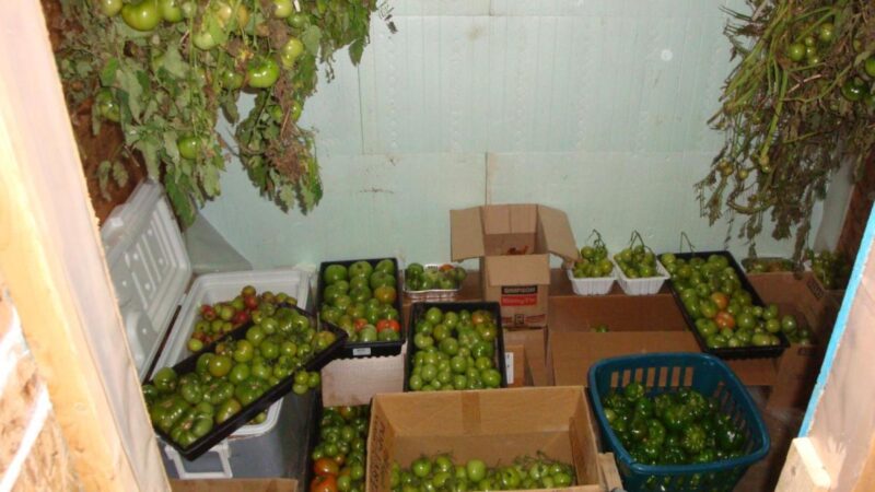 Our Root Cellar Experiences