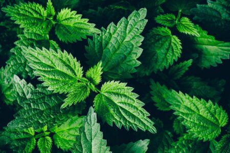 What Herbs Are Good For Arthritis? Image