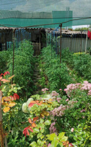 How Can Food Security be Achieved with a Growing Population Image