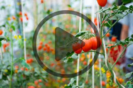 How to Start a Gardening Business: Community Gardens, Consultations, and Installations Image
