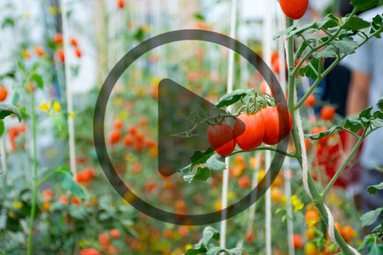 How to Start a Gardening Business: Community Gardens, Consultations, and Installations