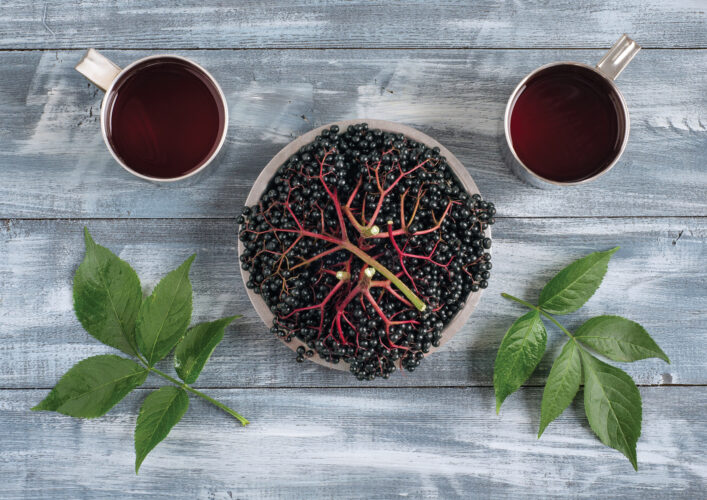 Foraging and Growing Elderberry for Juice