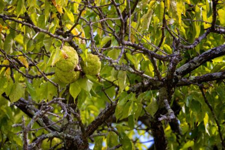 Osage Orange Hedge Row Tree & Historical Significance Image