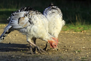 Raising Turkeys for Meat