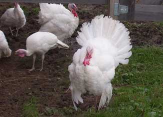 Why the Midget White Turkey is the Perfect Homestead Turkey