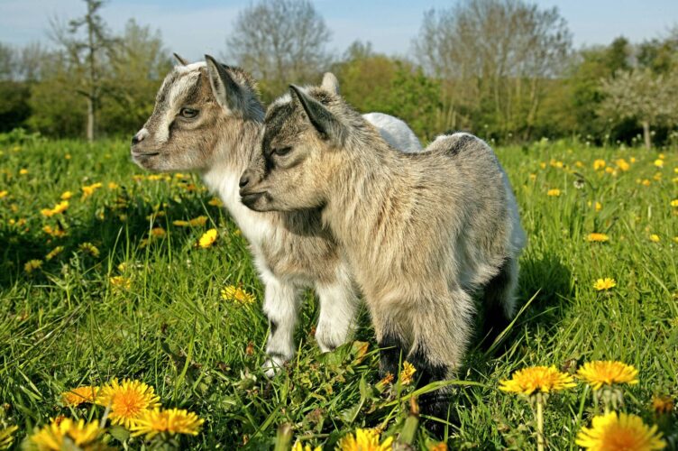 Unique Hobby Farm Animals: Pygmy Goats