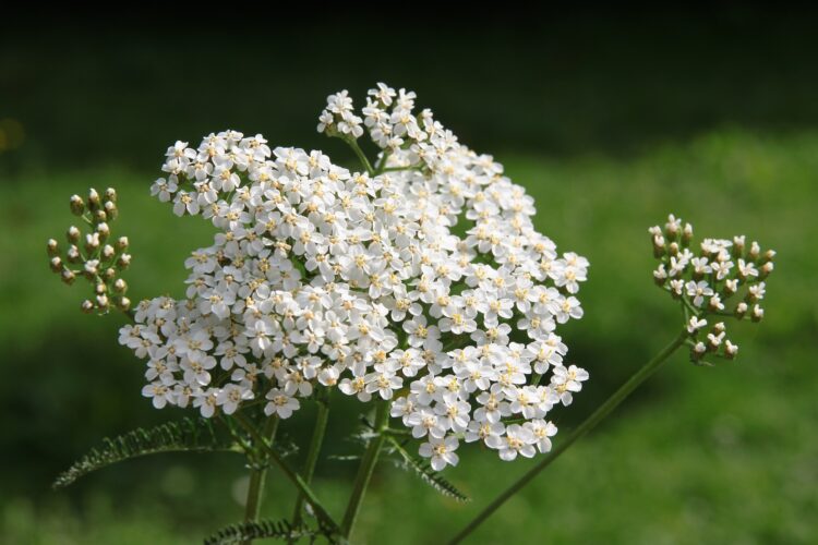 How to Use Yarrow for Natural Healing